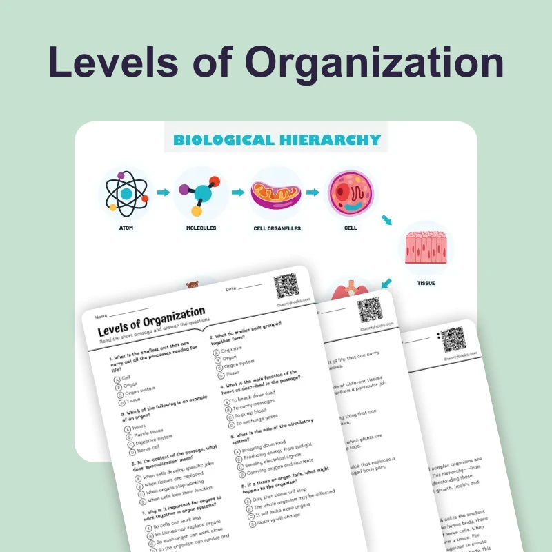 Levels of Organization — science — reading comprehension for Grade 5, Grade 6, Grade 7, Grade 8, page 1 of 4