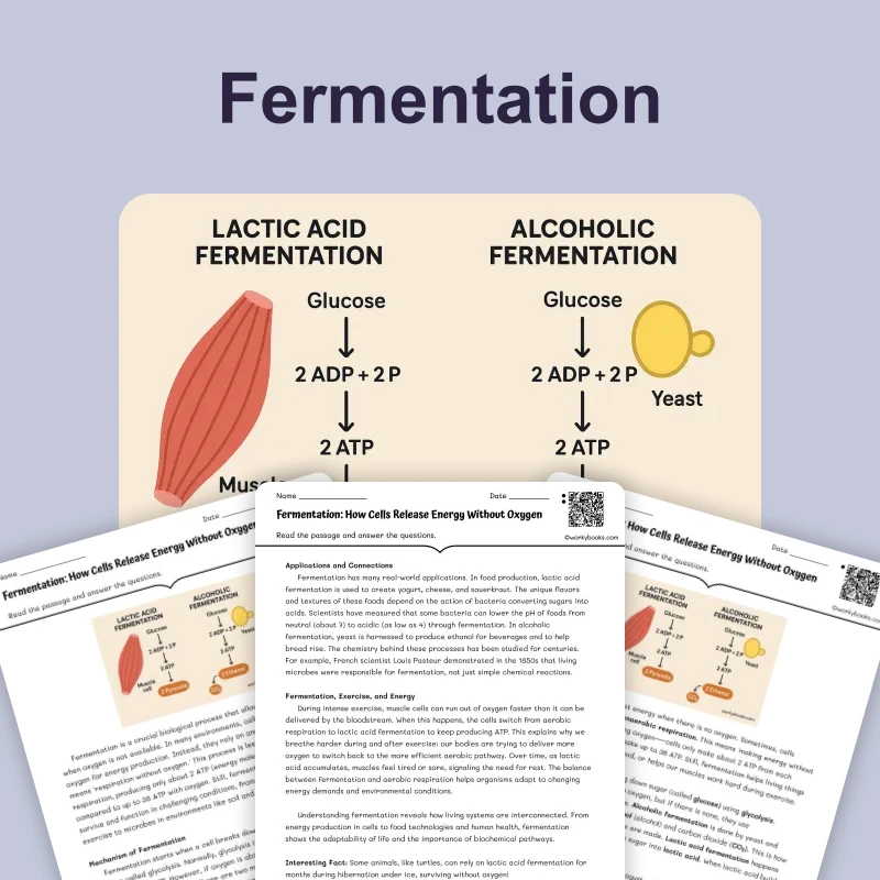 How Cells Release Energy Without Oxygen — science — reading comprehension for Grade 5, Grade 6, Grade 7, Grade 8, page 1 of 4