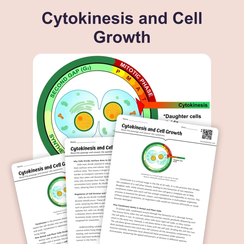 Cytokinesis and Cell Growth — science — reading comprehension for Grade 5, Grade 6, Grade 7, Grade 8, page 1 of 4
