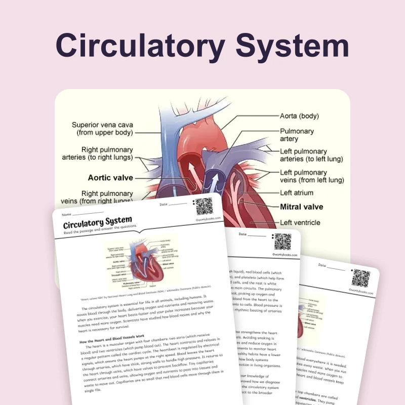 Circulatory System — science — reading comprehension for Grade 5, Grade 6, Grade 7, Grade 8, page 1 of 4