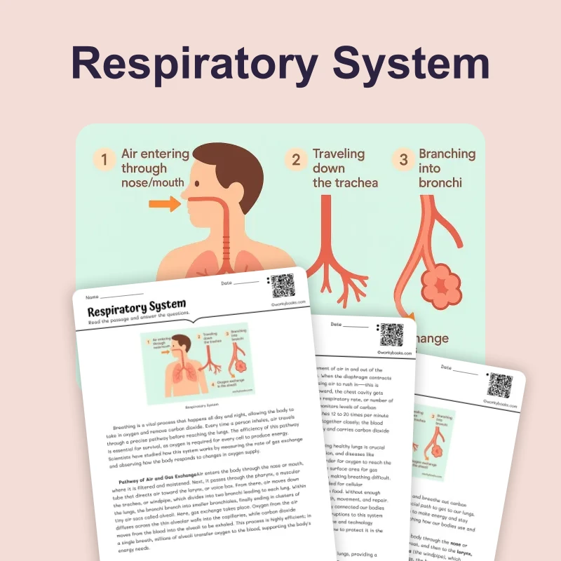 Respiratory System — science — reading comprehension for Grade 5, Grade 6, Grade 7, Grade 8, page 1 of 4
