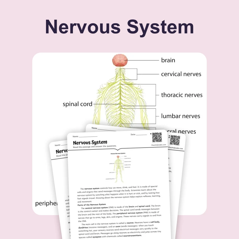 Nervous System — science — reading comprehension for Grade 5, Grade 6, Grade 7, Grade 8, page 1 of 4