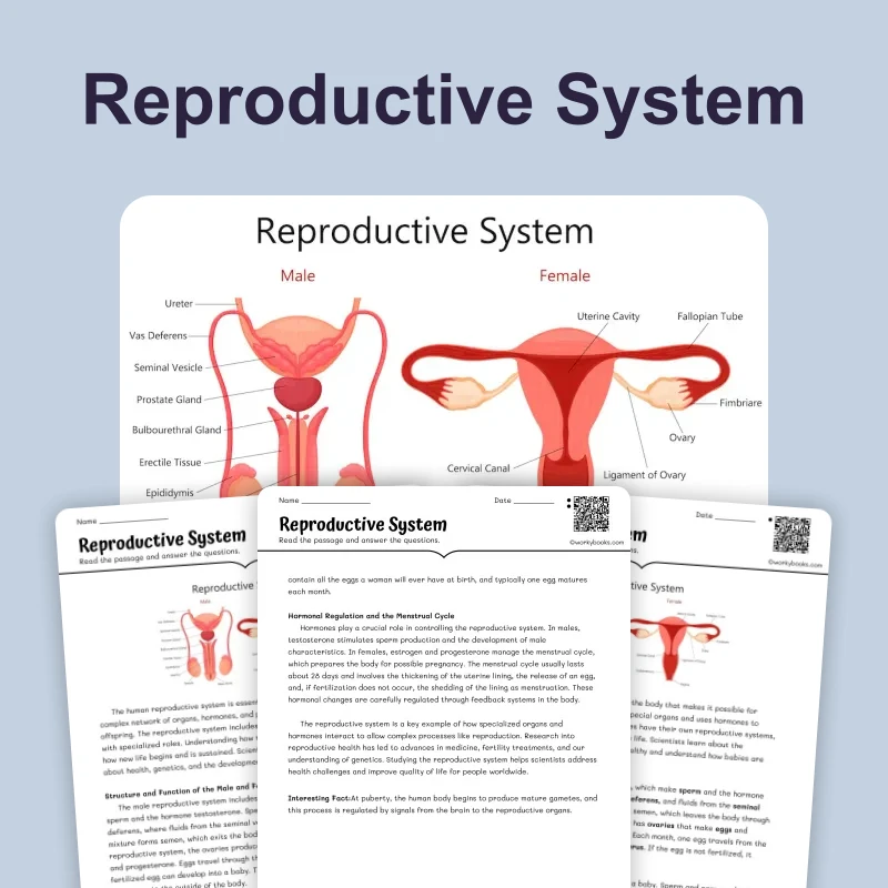Reproductive System — science — reading comprehension for Grade 5, Grade 6, Grade 7, Grade 8, page 1 of 4