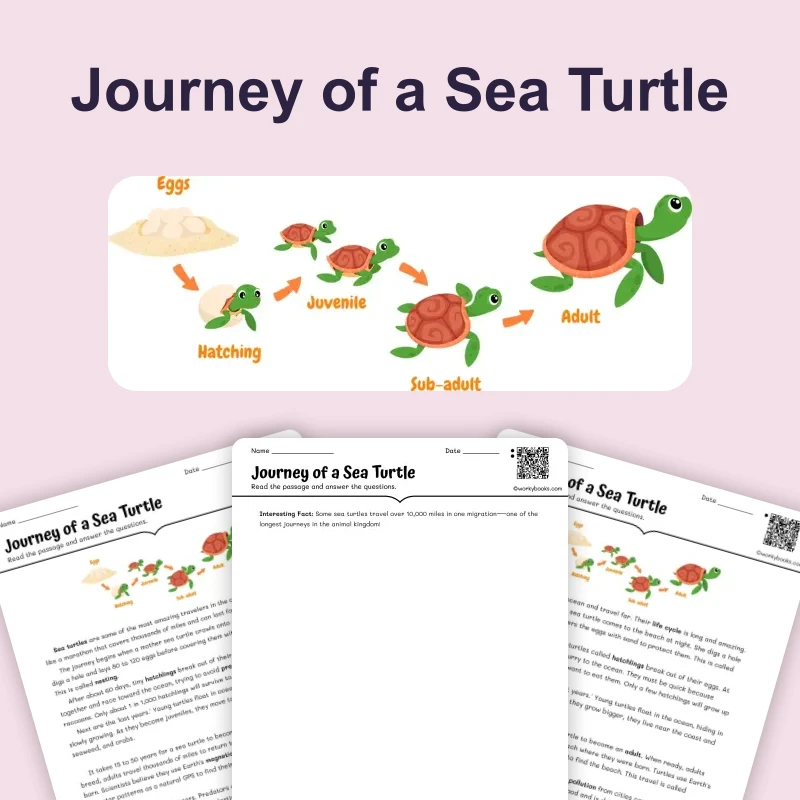 Journey of a Sea Turtle — ela — reading comprehension for Grade 4, Grade 5, page 1 of 4