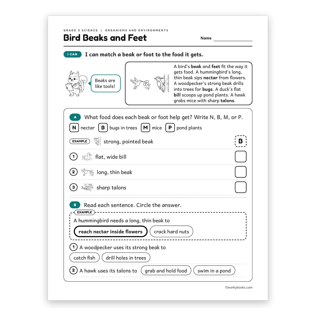 3rd Grade Bird Beaks and Feet — science worksheet for Grade 3, page 1 of 2