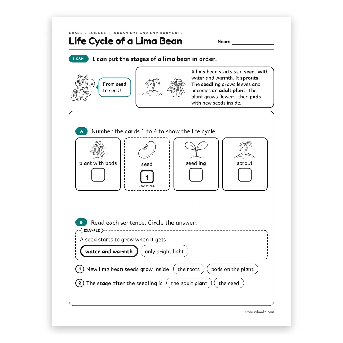 3rd Grade Life Cycle of a Lima Bean — science worksheet for Grade 3, page 1 of 2