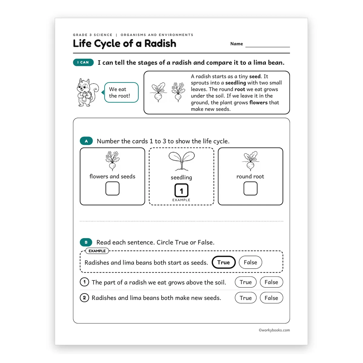 3rd Grade Life Cycle of a Radish — science worksheet for Grade 3, page 1 of 2