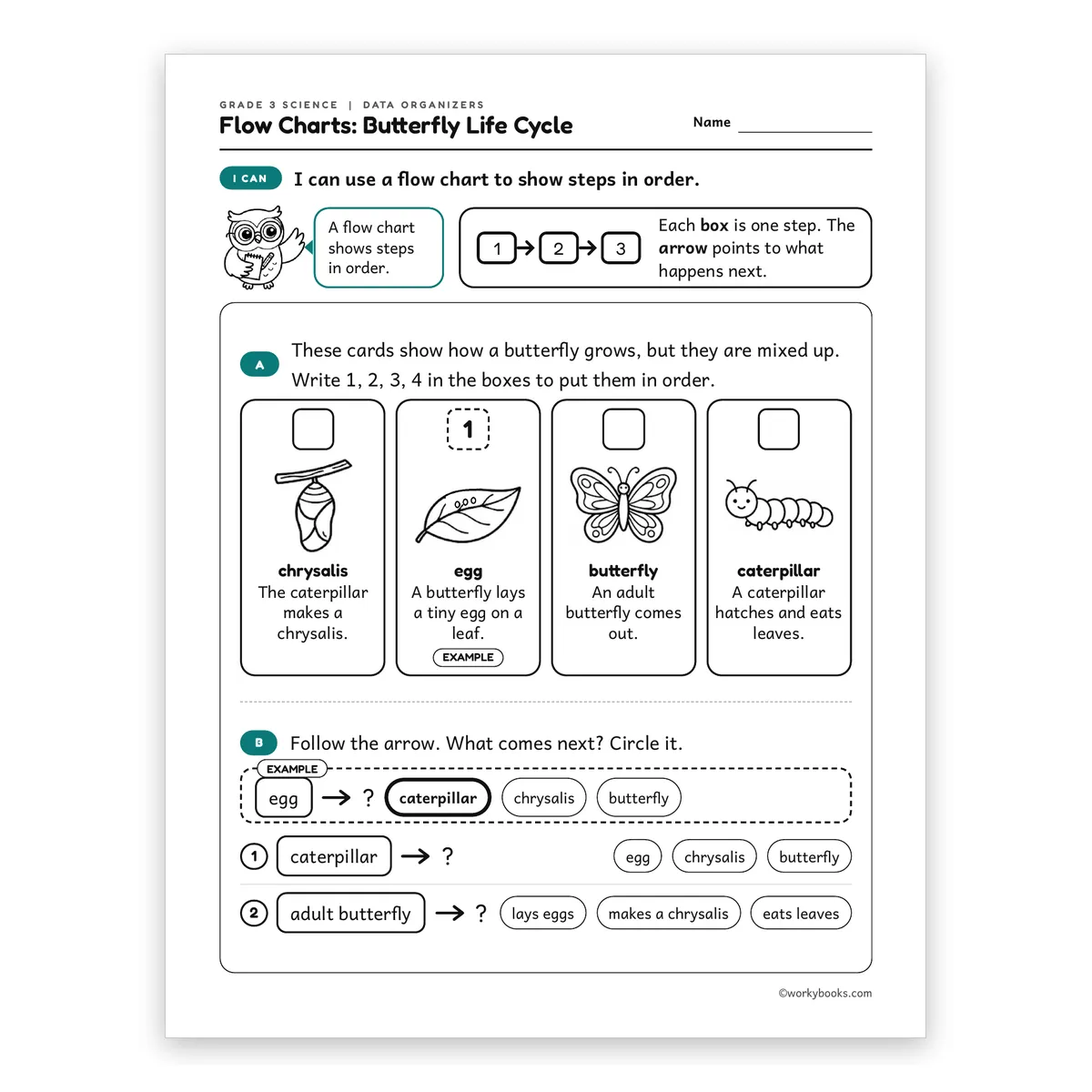 3rd Grade Flow Charts: Butterfly Life Cycle — science worksheet for Grade 3, page 1 of 2
