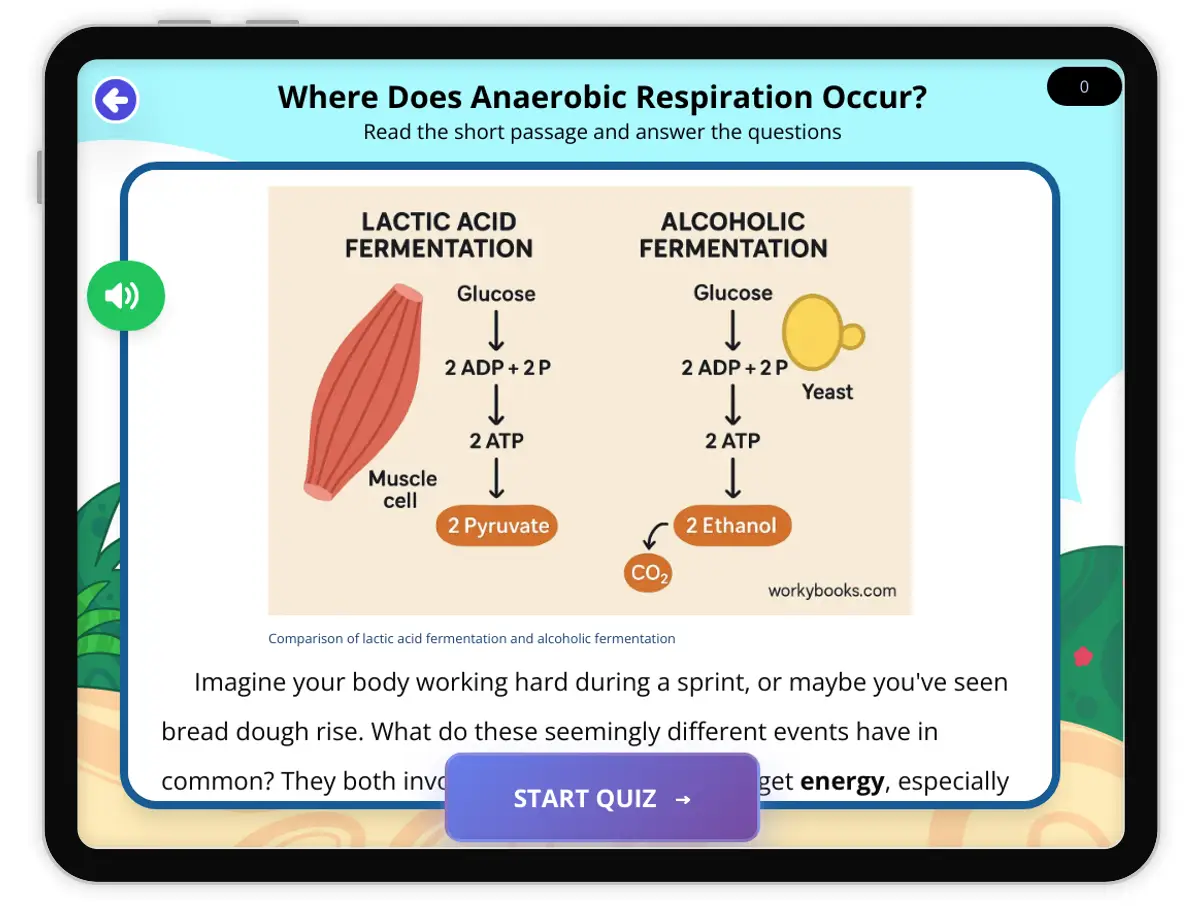 Interactive — Reading Comprehension preview: Where Does Anaerobic Respiration Occur? covering  standards - Page 1 of 1