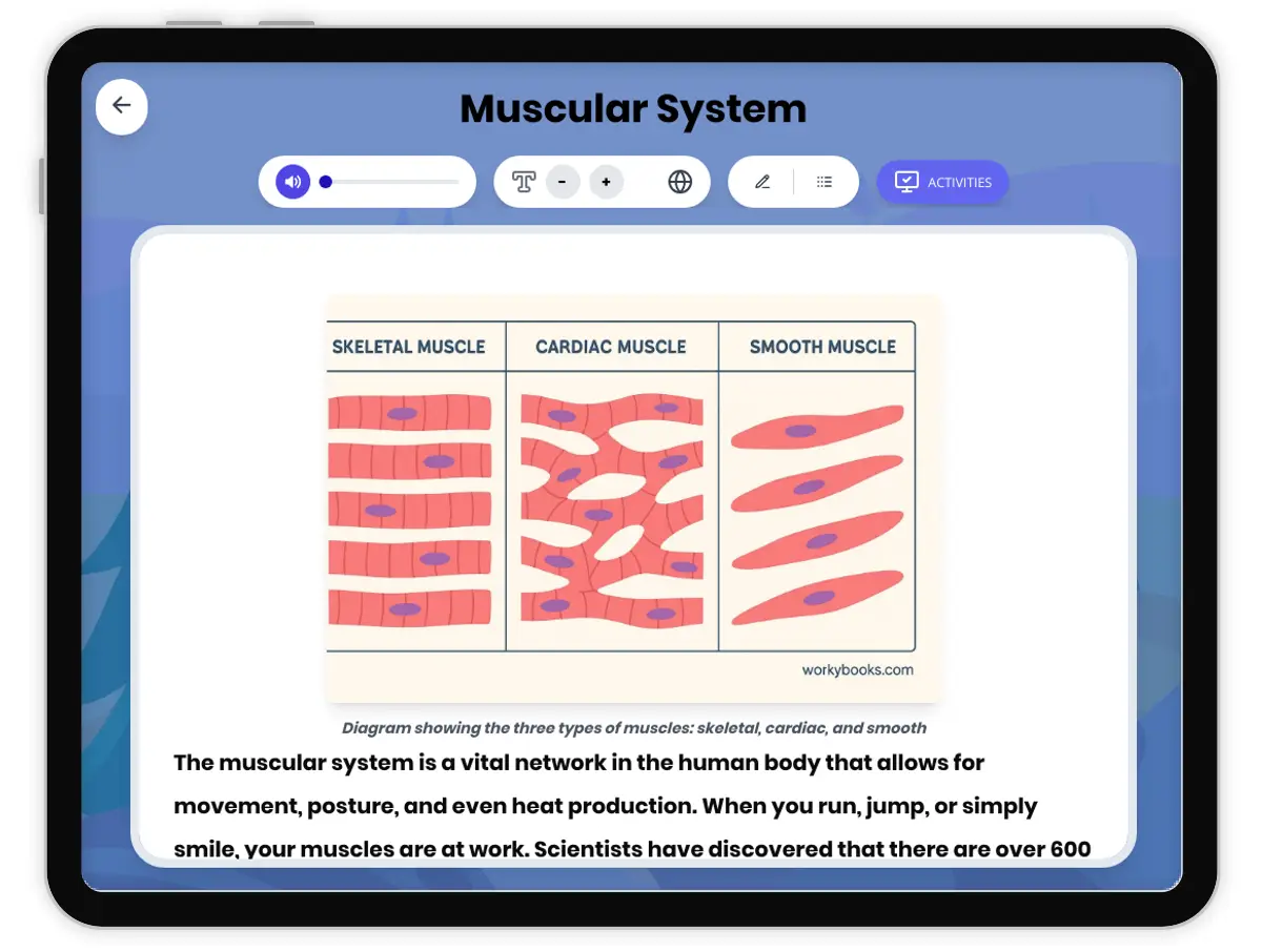 Interactive — Reading Comprehension preview: Muscular System covering MS-LS1-3 standards - Page 1 of 1