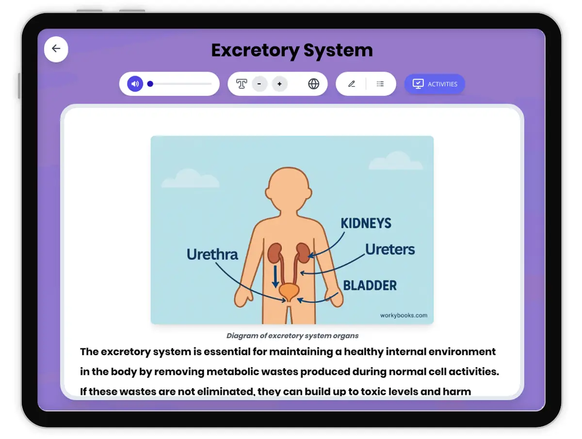 Interactive — Reading Comprehension preview: Excretory System covering MS-LS1-3 standards - Page 1 of 1
