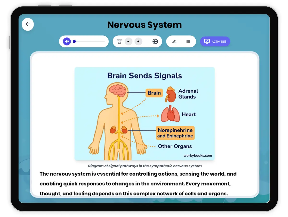 Interactive — Reading Comprehension preview: Nervous System covering MS-LS1-3, MS-LS1-8 standards - Page 1 of 1