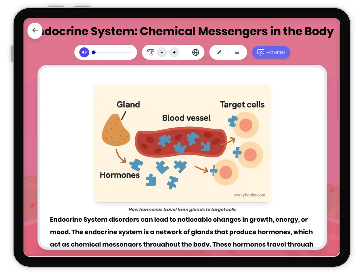 Interactive — Reading Comprehension preview: Endocrine System covering MS-LS1-3 standards - Page 1 of 1