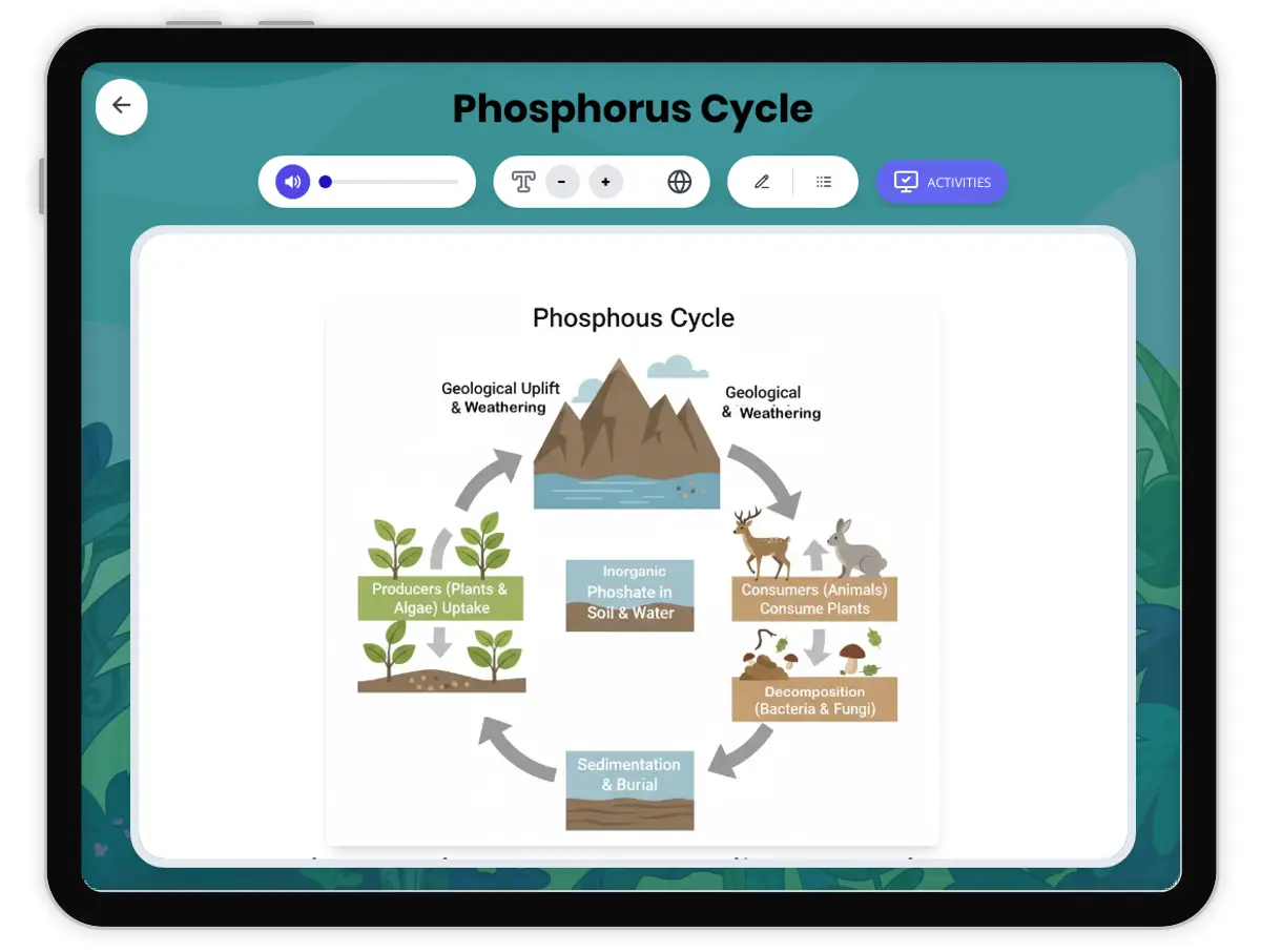 Interactive — Reading Comprehension preview: Phosphorus Cycle covering MS-LS2-3 standards - Page 1 of 1