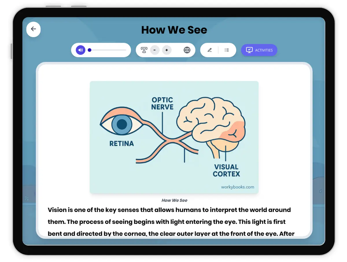 Interactive — Reading Comprehension preview: How We See covering MS-PS4-2 standards - Page 1 of 1