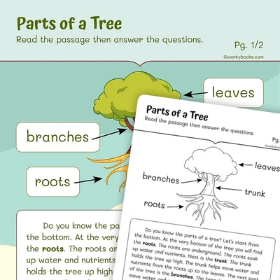 Informational Text on Parts of a Tree - worksheet educational content