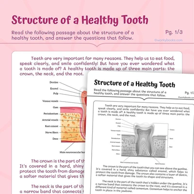 Structure of a healthy tooth - worksheet educational content