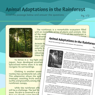 Animal Adaptations in the Rainforest - worksheet educational content