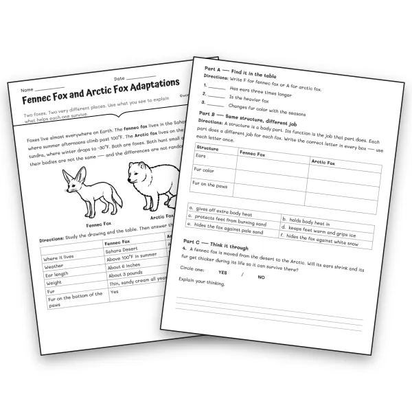 Fennec Fox and Arctic Fox Adaptations - worksheet educational content