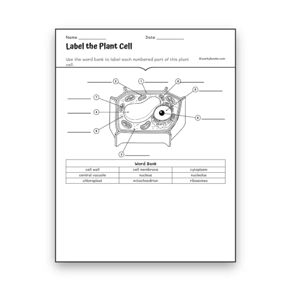 Plant Cell Diagram Labeling - worksheet educational content
