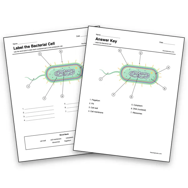 Bacterial Cell Diagram Labeling Worksheet - worksheet educational content