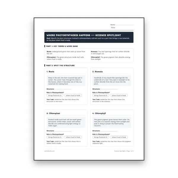 Where Photosynthesis Happens - worksheet educational content