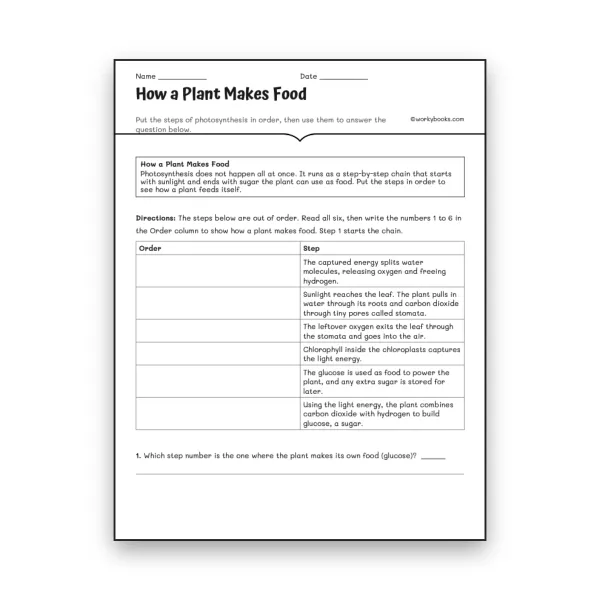 How a Plant Makes Food - worksheet educational content