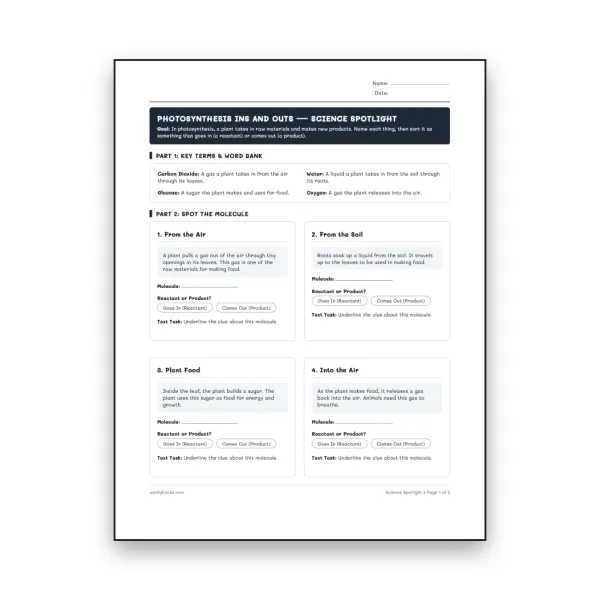 Photosynthesis Ins and Outs - worksheet educational content