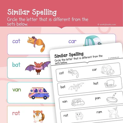 Same Spelling - worksheet educational content