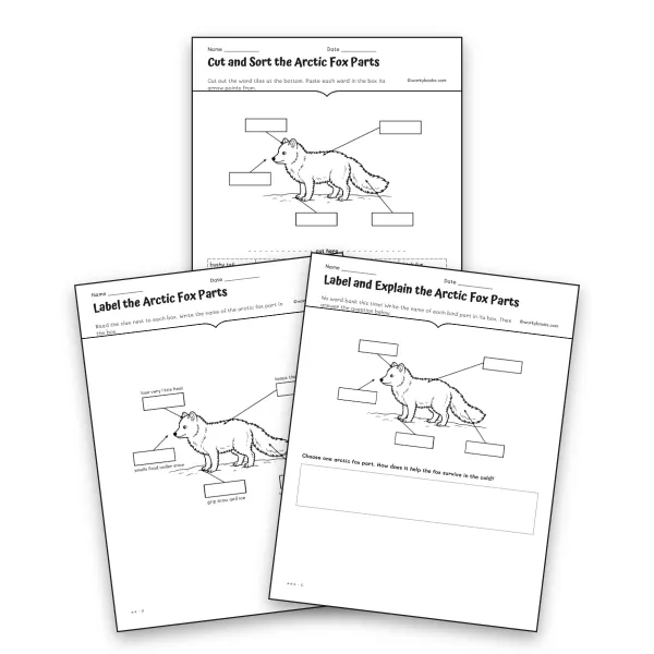 Arctic Fox Parts Differentiated Labeling Set - worksheet educational content