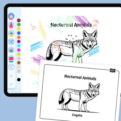 Secretive Coyote - coloring educational content