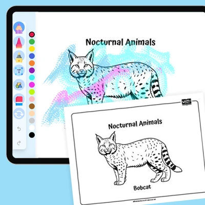Hidden Bobcat - coloring educational content