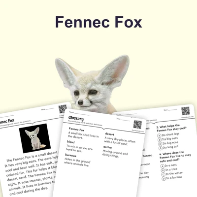 Fennec Fox - reading educational content