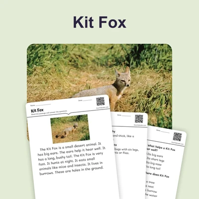 Kit Fox - reading educational content