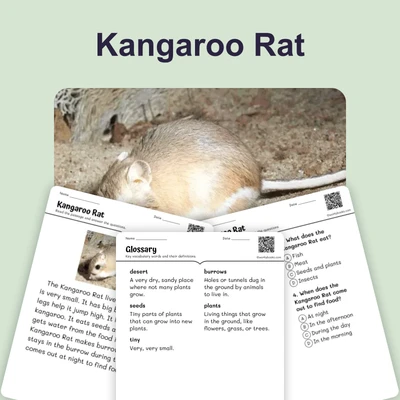 Kangaroo Rat - reading educational content
