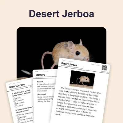 Desert Jerboa - reading educational content