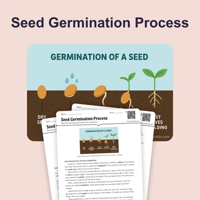 The Seed Germination Process - reading educational content