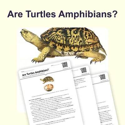 Are Turtles Amphibians? - reading educational content