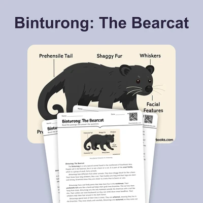 Binturong the Bearcat - reading educational content