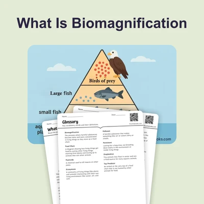 What Is Biomagnification - reading educational content
