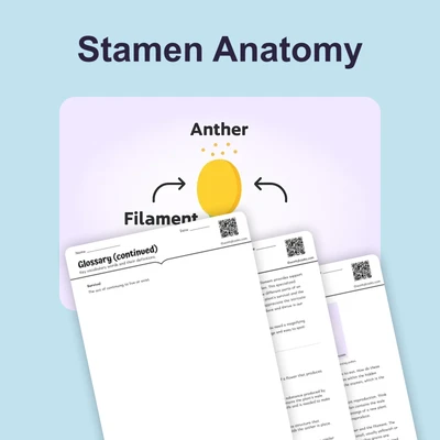 Stamen Anatomy - reading educational content