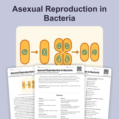 Asexual Reproduction in Bacteria - reading educational content