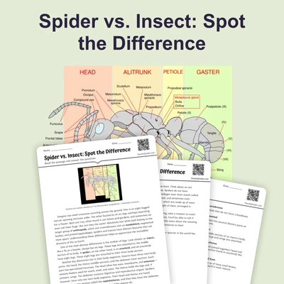 Spider vs. Insect: Spot the Difference - reading educational content