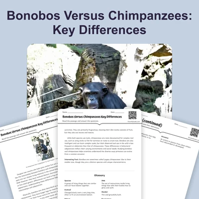 Bonobos Versus Chimpanzees Key Differences - reading educational content