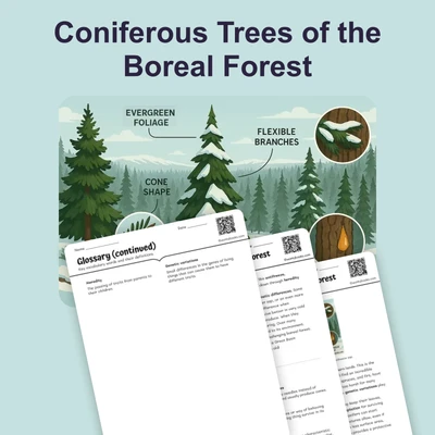 Coniferous Trees of the Boreal - reading educational content