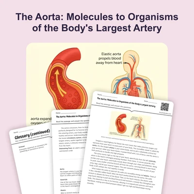 The Aorta: Molecules to Organisms of the Body's Largest Artery - reading educational content