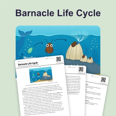 Barnacle Life Cycle - reading educational content