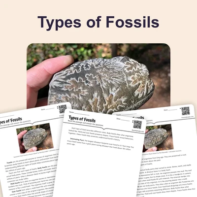 Types of Fossils - reading educational content