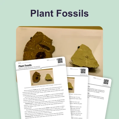 Plant Fossil - reading educational content