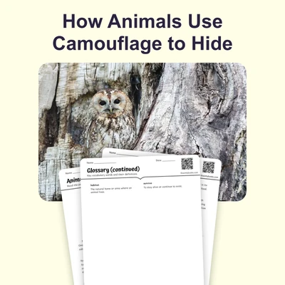 Animal Camouflage - reading educational content